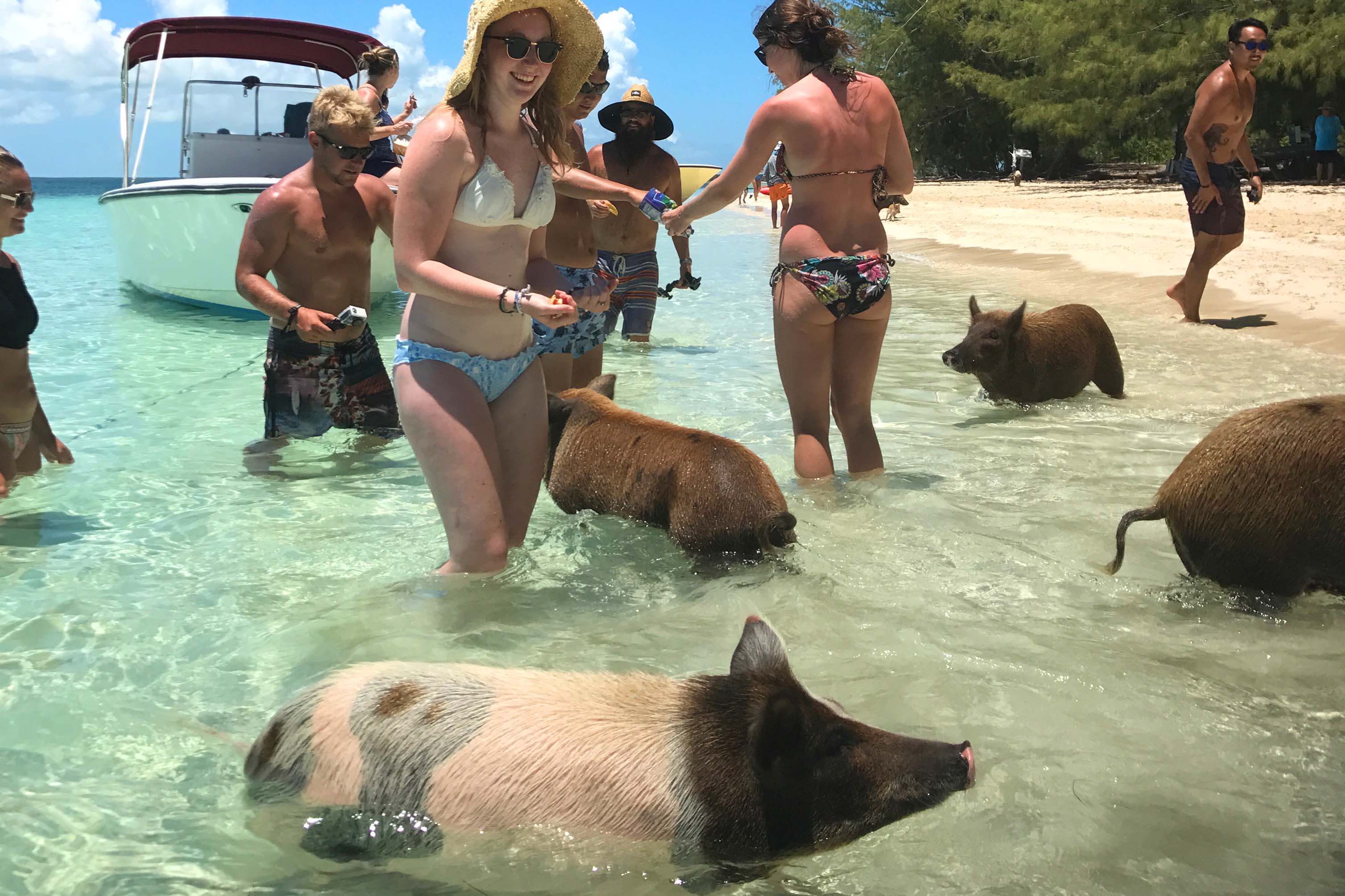 Pig Island, No Name Cay, Abacos, Bahamas